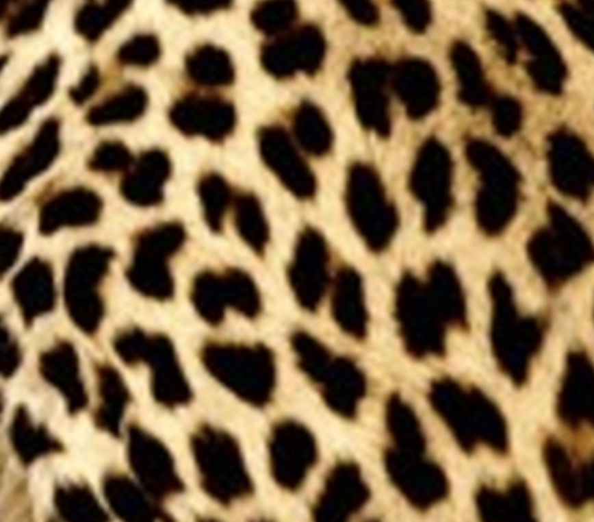 Camiseta Leopardo